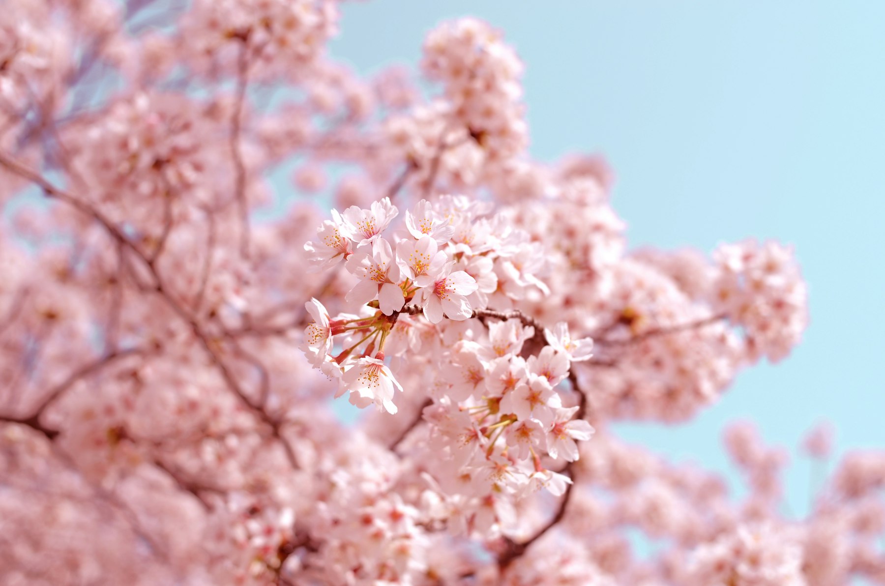 Cherry blossoms against a spring sky