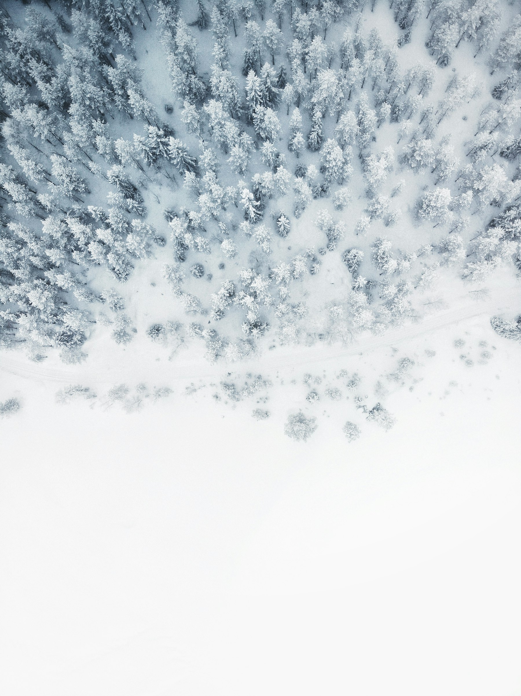 A snow-covered forest seen from above