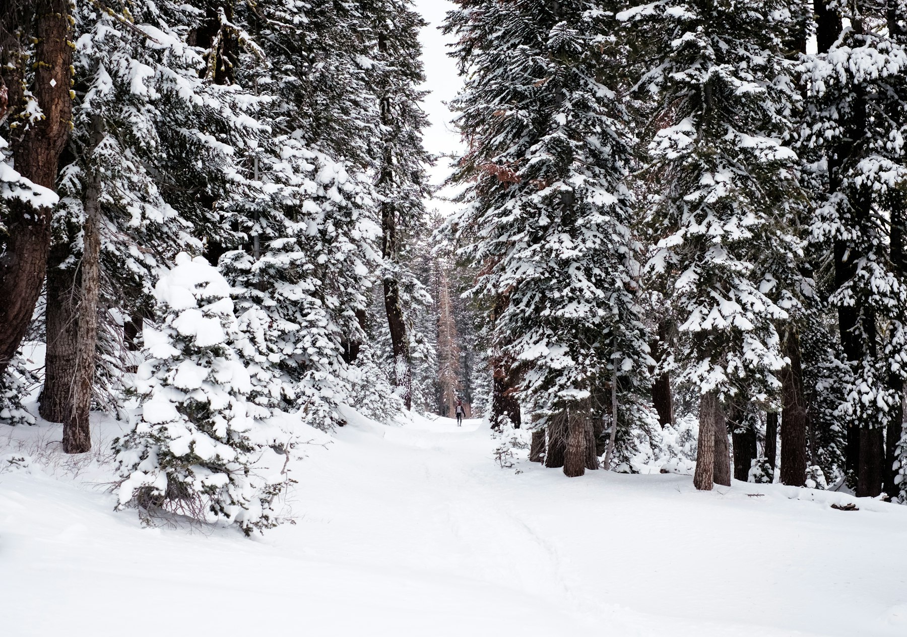 Snowy forest